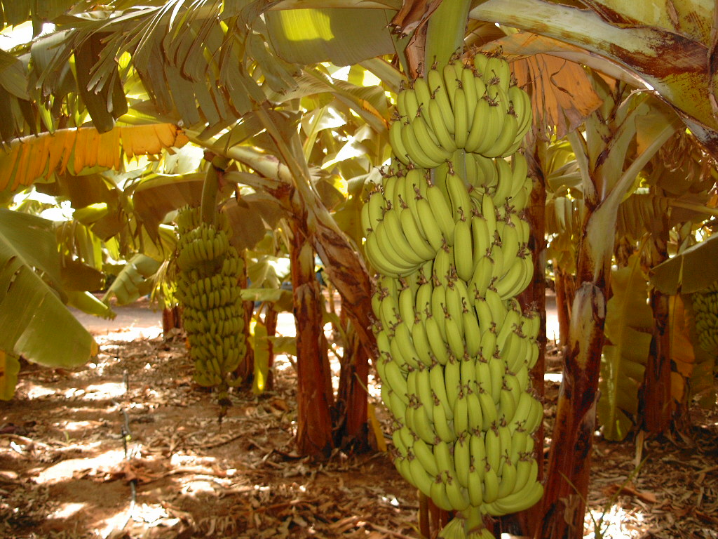 Munro`s Banana Plantation, Carnarvon