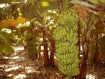 Munro`s Banana Plantation, Carnarvon