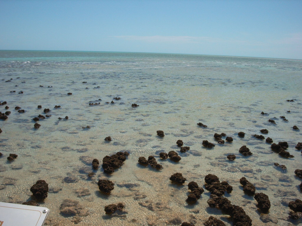 Stromatolites, Hamelin Pool