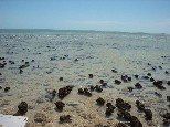 Stromatolites, Hamelin Pool