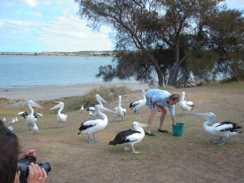 Pelican Feeding, Kalbarri