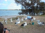 Kalbarri, Pelican Feeding
