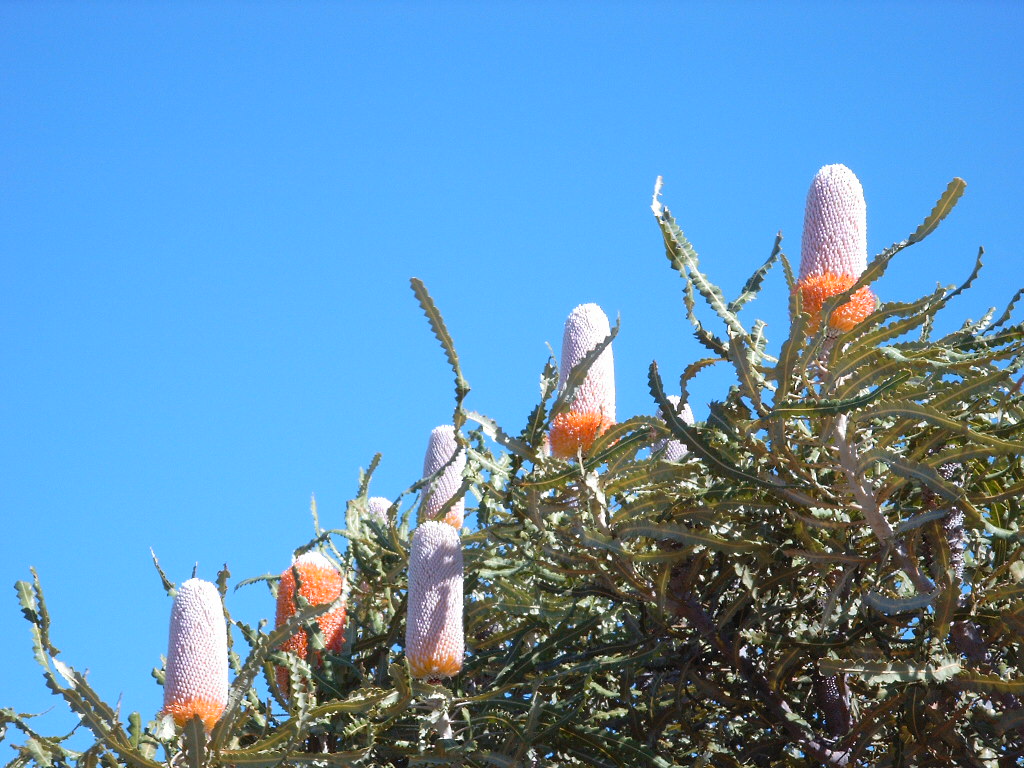 Banksia