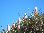 Banksia