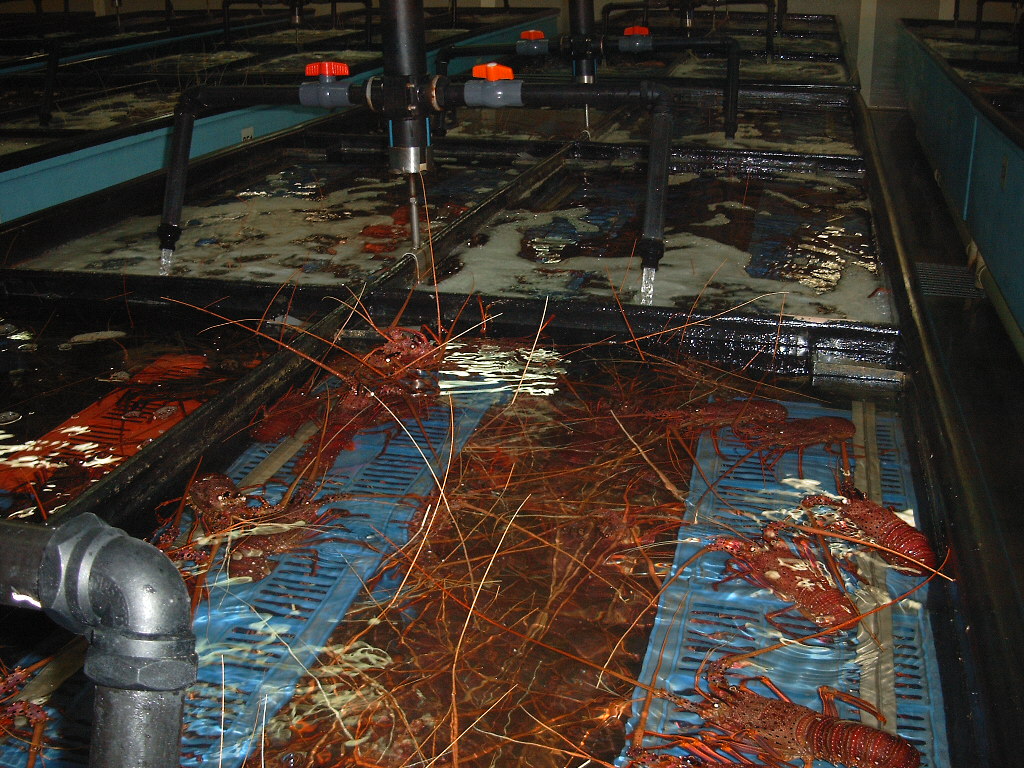 Geraldton, Brolos Lobster