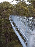 Giant Tree Top Walk