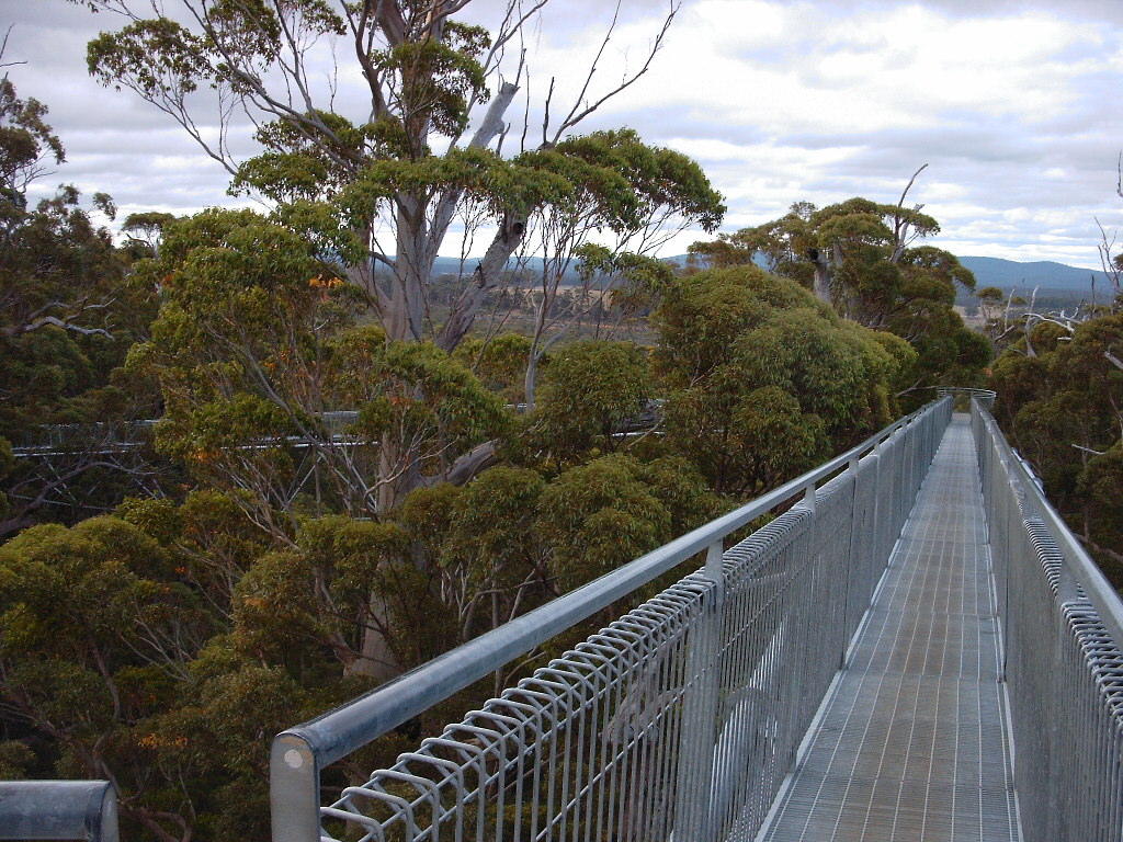 Giant Tree Top Walk