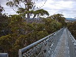 Giant Tree Top Walk