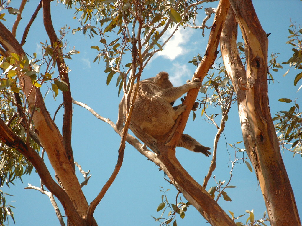 Hyden, Wildlife Park